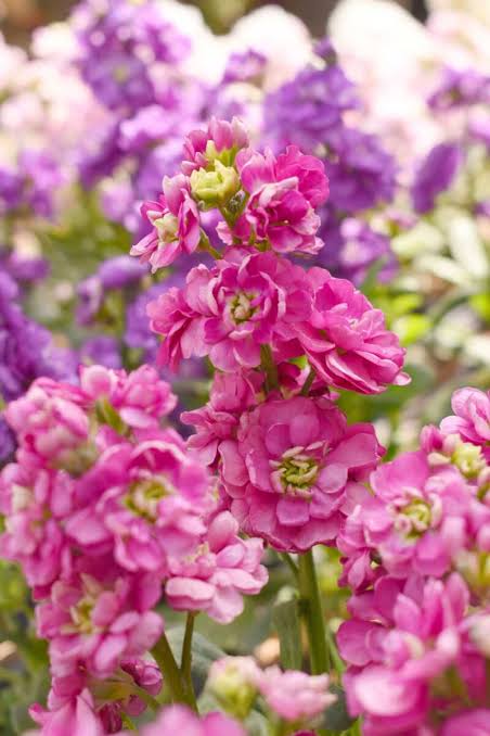 Large Handbag Bunch