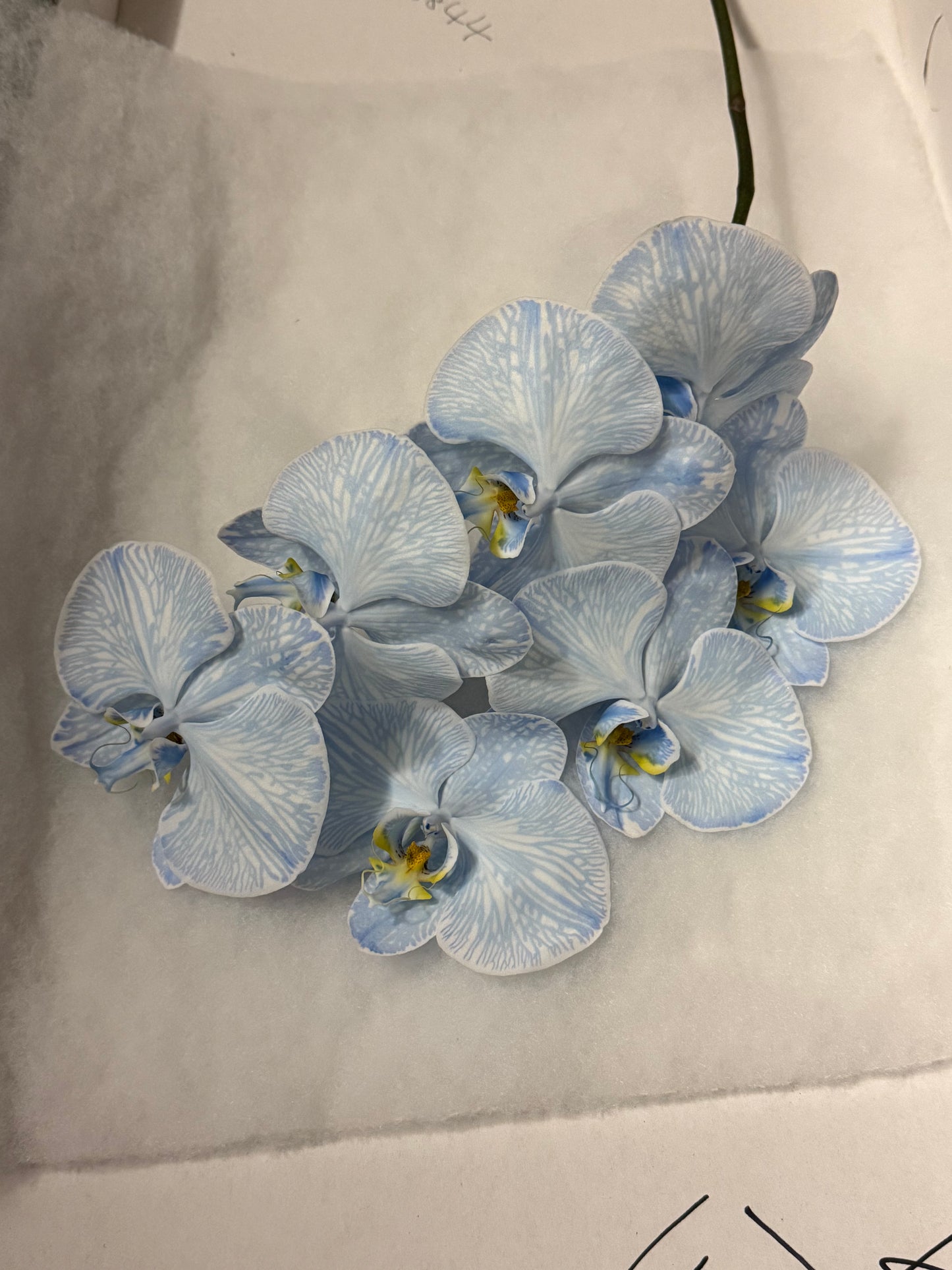Single Stem Orchids
