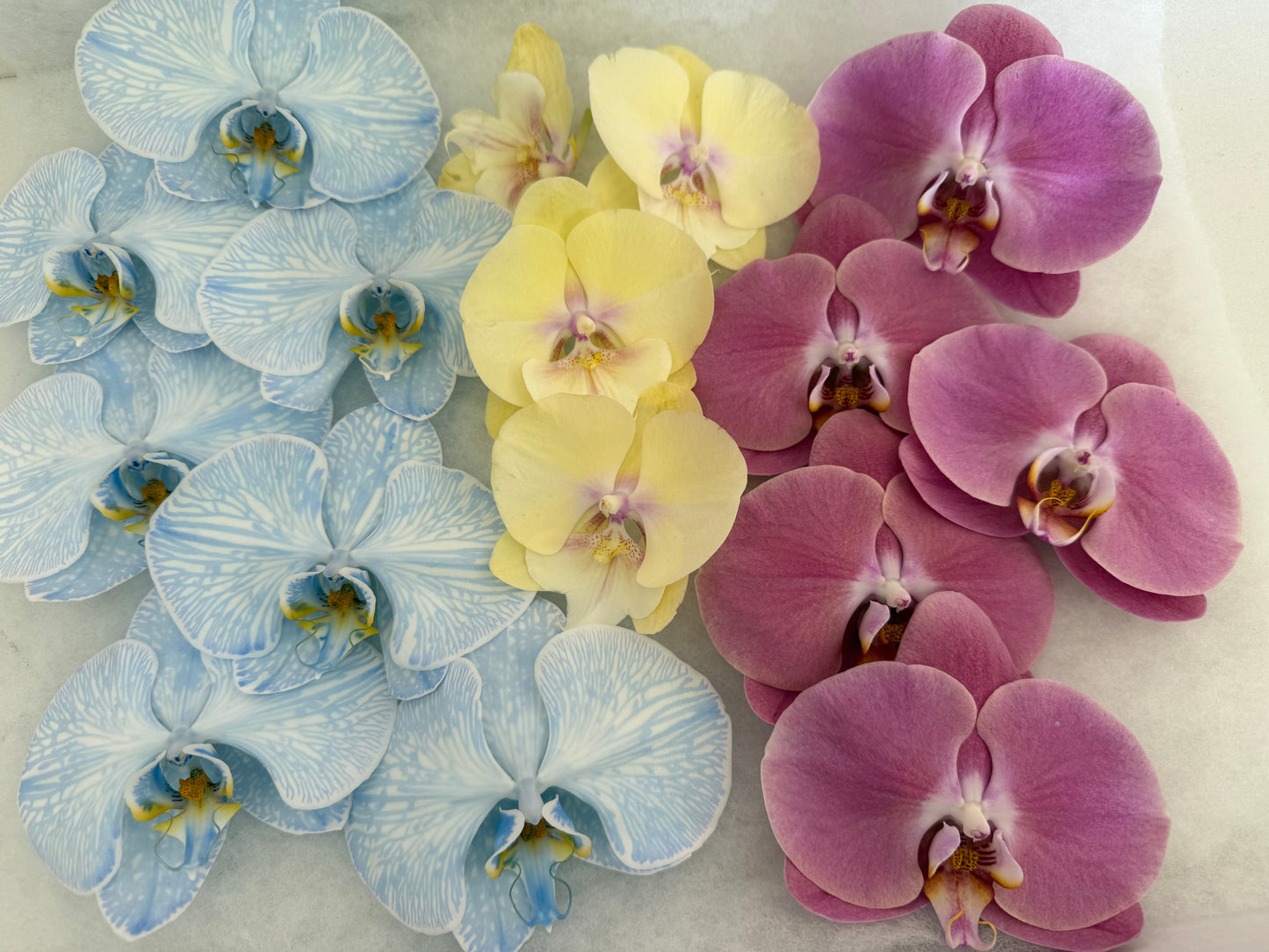 Single Stem Orchids