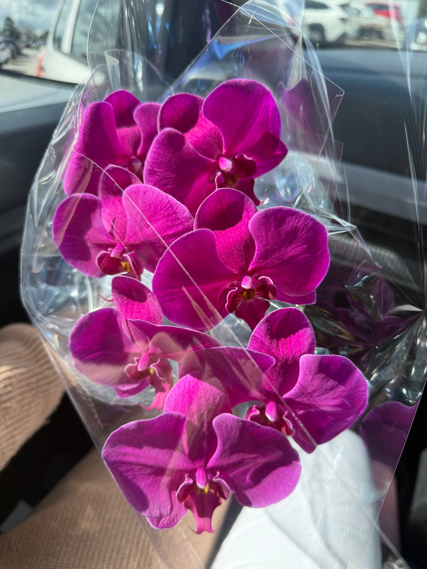 Single Stem Orchids