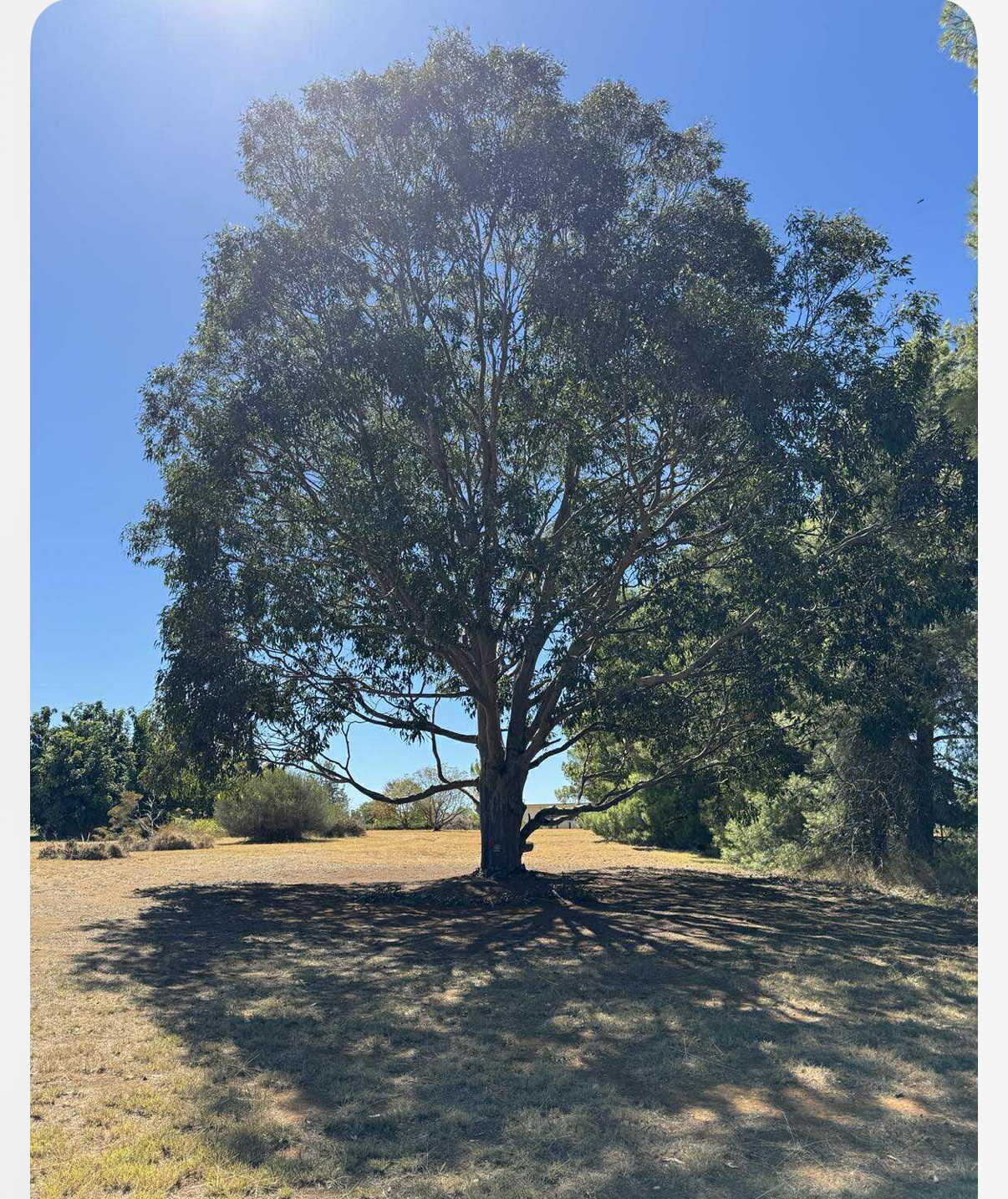 Amalie Young - Artwork