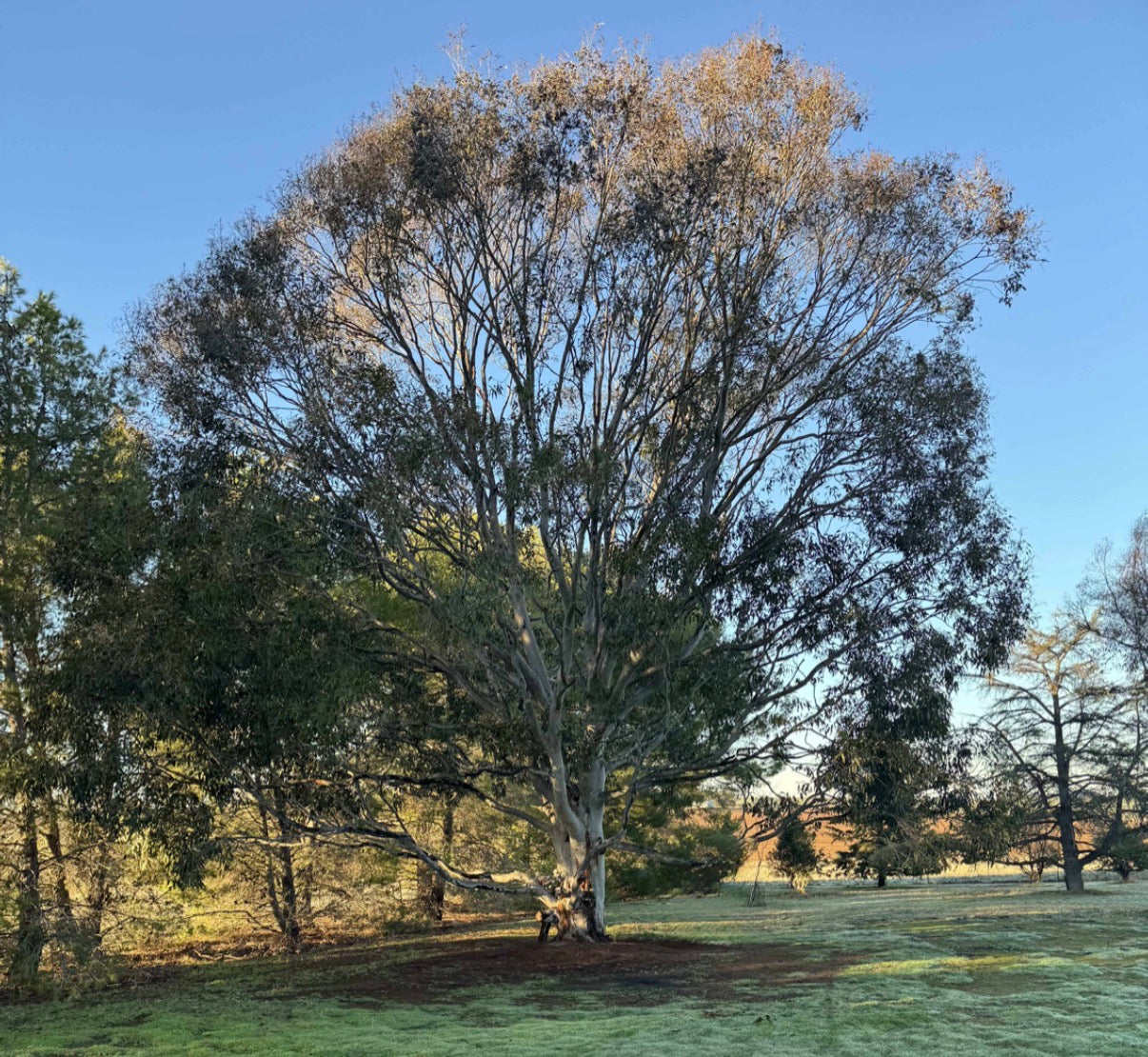 Amalie Young - Artwork