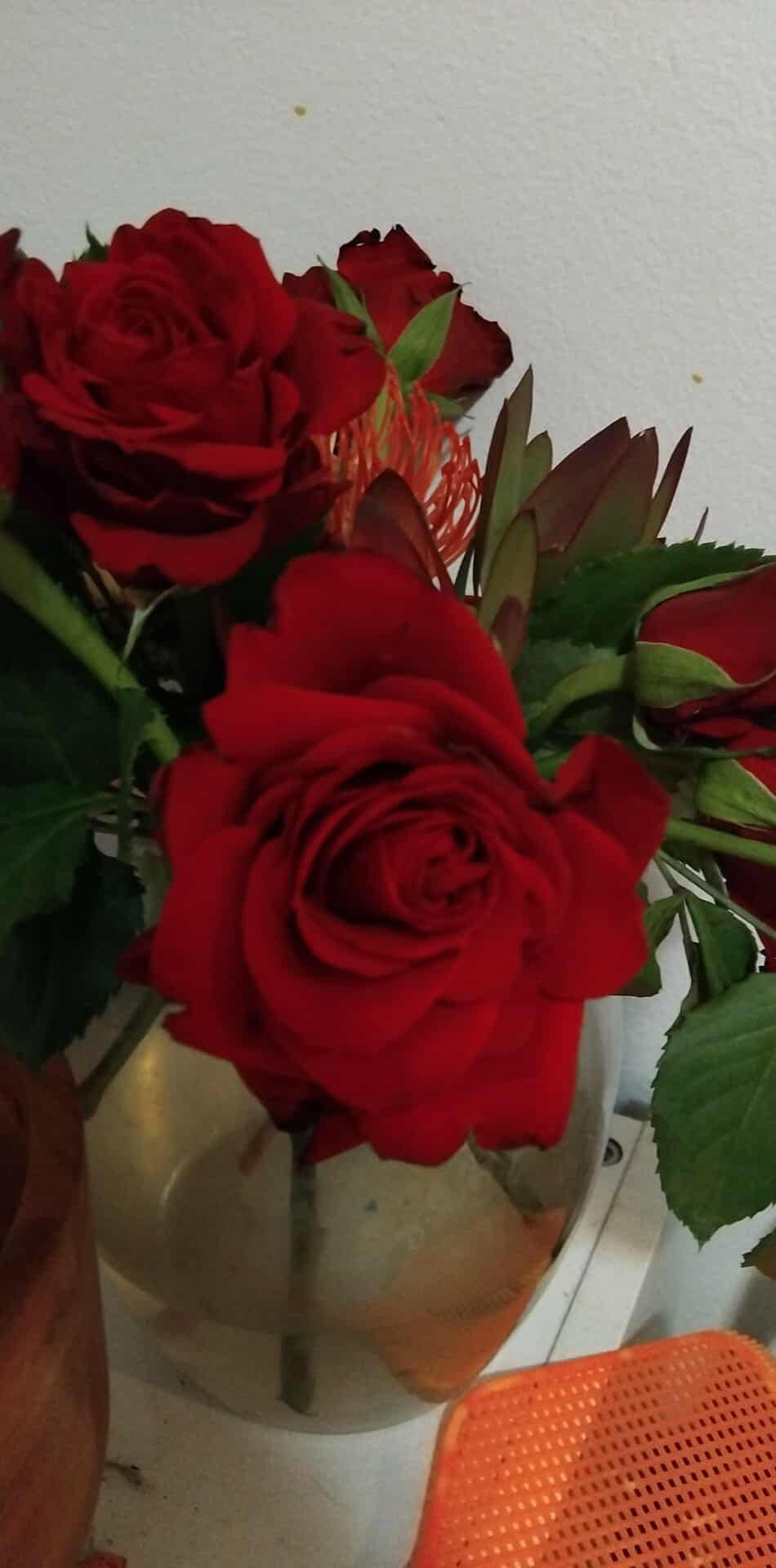 Tarah Whyte - 50% deposit