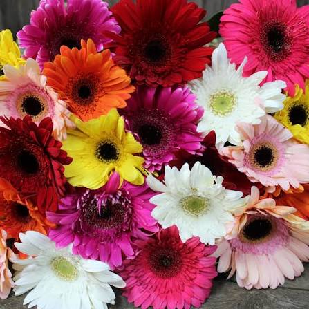 Large Handbag Bunch