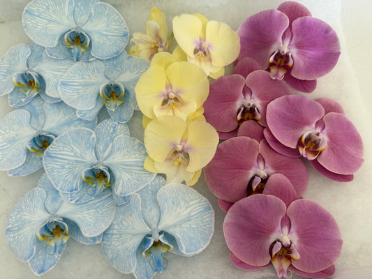 Single Stem Orchids