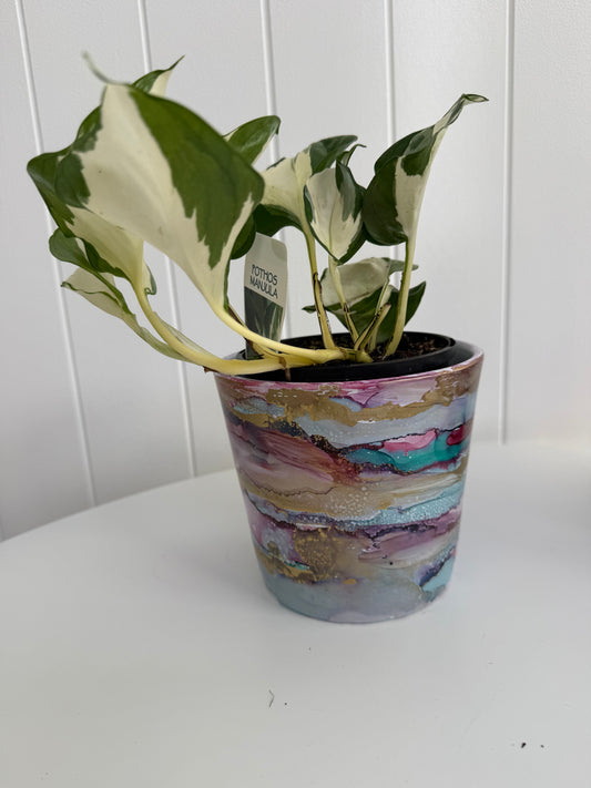 Hand painted Pot with plant
